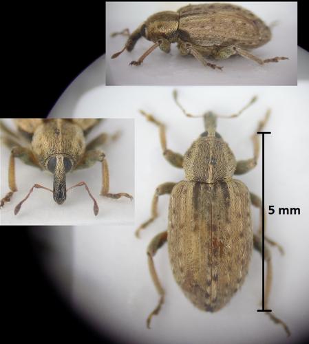 Réf. 185 489 : Hypera postica
